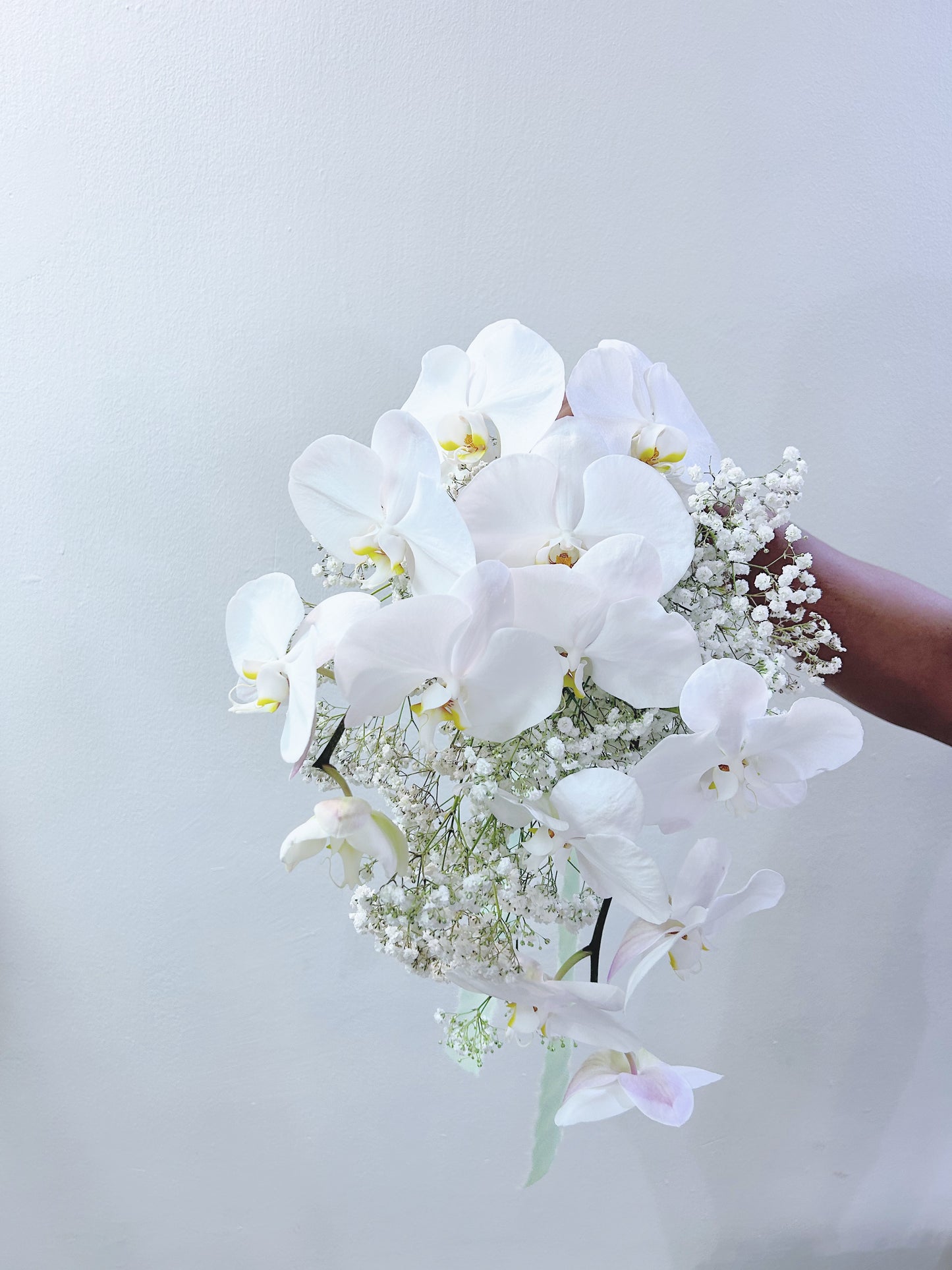 Phalaenopsis