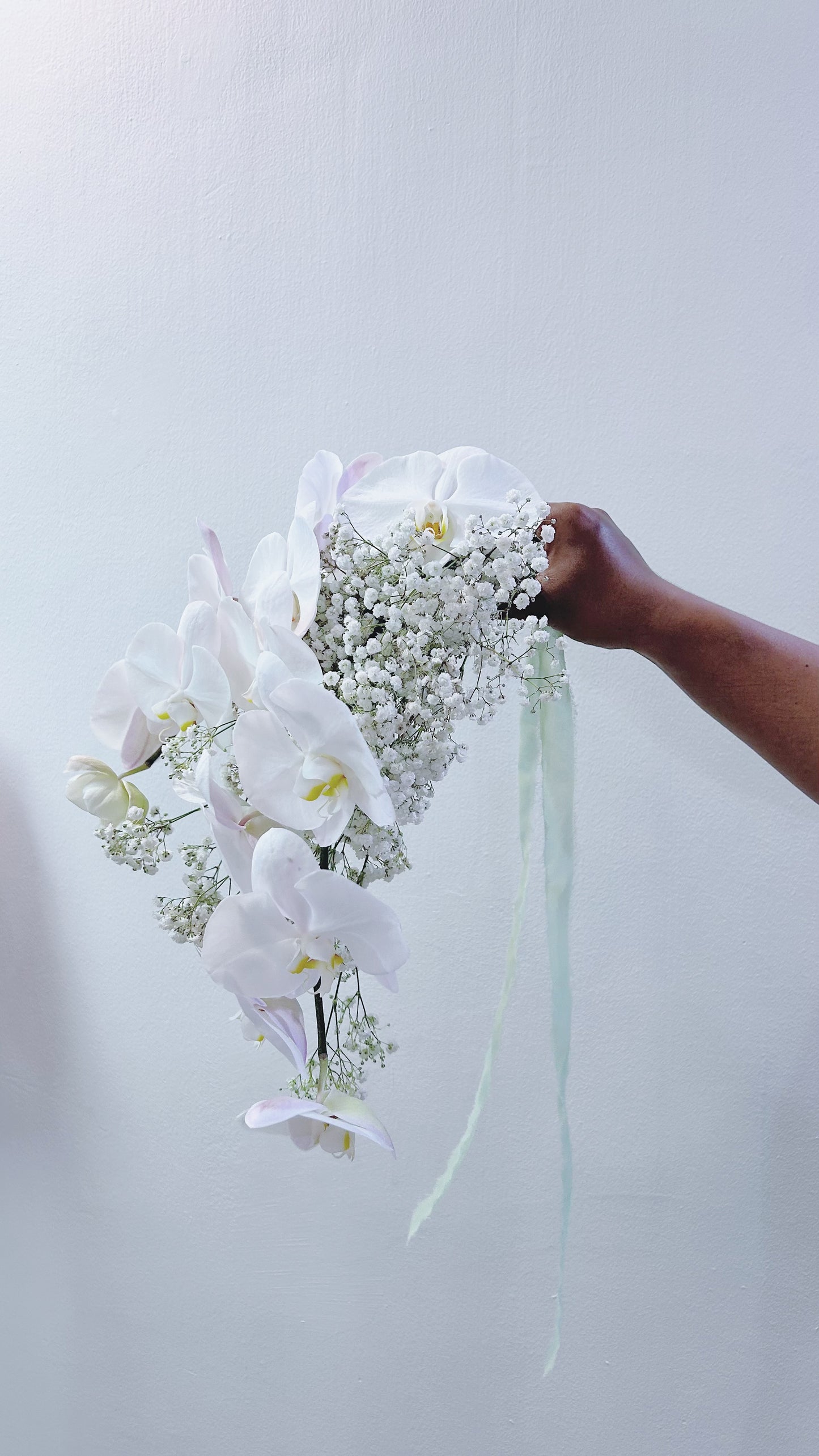Phalaenopsis
